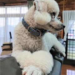 本日のかわいいお客様