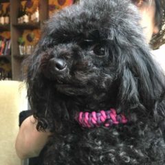 ワンちゃんも秋模様