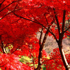 Gotoトラベルに変更あり