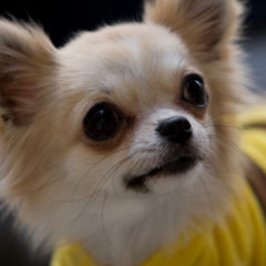 [犬猫の食事について]その１