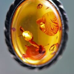 琥珀と水牛の角