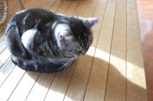 猫無料画像ブログ用 8400bce71dd9a481267bd17a857ae3a0-300x199 | エツコナカムラ・アクセサリーブランド|舞ジュエリー