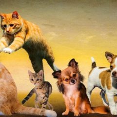 犬猫に甘いもの注意！