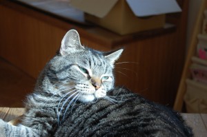 猫無料画像ブログ用 85452caee27d6383ac6ffb07bc41e417-300x199 | エツコナカムラ・アクセサリーブランド|舞ジュエリー