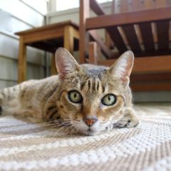 問題を抱えた犬猫たちその２