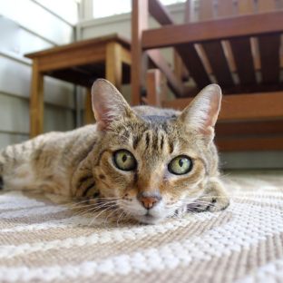 問題を抱えた犬猫たちその２