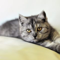 寒がりの猫のための寒さ対策