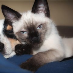 犬の性格・猫の性格