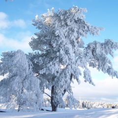 コロナ禍であっても時は過ぎ、暦は巡り