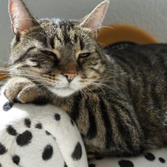 ブラッシング嫌いな犬猫を慣らすには