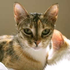 犬猫の体調不安ありますか？