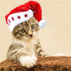 少食になった猫の対処法