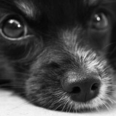 [我が子かわいいペットジュエリーが注目]迷子札ジュエリーから形見のジュエリーまで