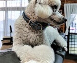 [マクラメ編みの犬猫首輪] メリット・デメリットって何？