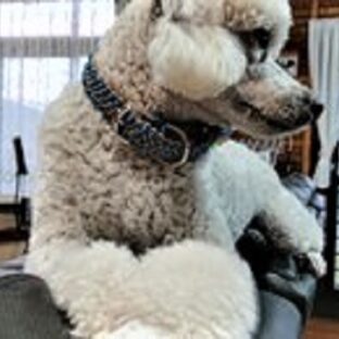 [マクラメ編みの犬猫首輪] メリット・デメリットって何？