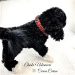 [公式]マクラメ編みNo43　赤＆まだらの平結びアレンジ小型犬首輪