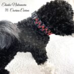 [公式]マクラメ編みNo45　ネイビー＆赤の平結びアレンジ小型犬首輪