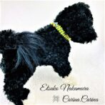 [公式]マクラメ編みNo48イエロー＆青まだら矢羽風犬首輪