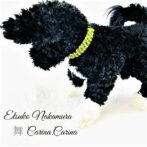 [公式]マクラメ編みNo48イエロー＆青まだら矢羽風犬首輪