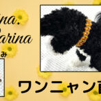 [公式]パラコードマクラメ編みNo59 オオレンジとハニーイエロ＆コヨーテの犬首輪