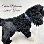 パラコードマクラメ編みNo17小型犬首輪平結びの手作りキッド