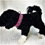 [キット]パラコード#55No80マクラメ編み ローズ、まだら色の小型、中型犬首輪