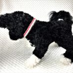 [キット]パラコード#56No81マクラメ編み 赤白茶の小型、中型犬首輪