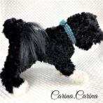 [公式]パラコード＃72No97マクラメ編みブルーと白黒まだらの犬首輪