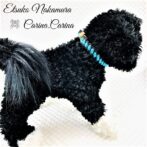 [キット]パラコード＃45No63マクラメ編み ターコイズブルーと黒色の犬猫首輪