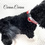 [公式]パラコード#77No102マクラメ編みルビーレッドと白の大、中型犬用首輪