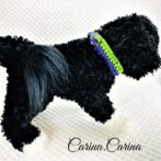 [公式]パラコード#81No107マクラメ編みグリーンとブルーの大、中、小型犬用首輪