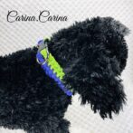 [公式]パラコード#81No107マクラメ編みグリーンとブルーの大、中、小型犬用首輪