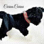 [公式]パラコード＃94No121マクラメ編み細ロープ赤白まだら色の大、中、小犬首輪