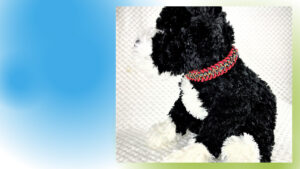 [三県ふたたび緊急事態宣言]さらに不自由になる？