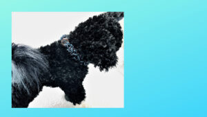 [三県ふたたび緊急事態宣言]さらに不自由になる？