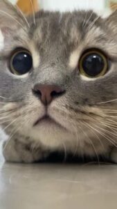 [新型コロナペットへ感染]人から動物へ感染のニュース