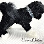 [キット]パラコード＃66No91マクラメ編み白とまだらとグレーの犬用首輪