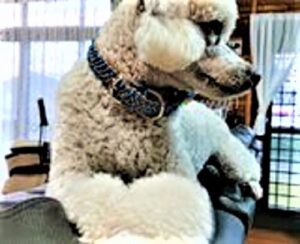 [お知らせ]池袋東武本館・年末年始出店・エツコナカムラ舞ジュエリー