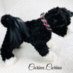 [キット]パラコード#79マクラメ編みネイビー・ターコイズまだらの中、小型犬用首輪No104