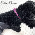 [キット]パラコード＃80No105マクラメ編みローズとまだらの犬猫首輪