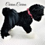 [キット]パラコードマクラメ編み#88レッド・シルバーグレーの中、小型犬用首輪No114