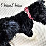 [キット]パラコードマクラメ編み#88レッド・シルバーグレーの中、小型犬用首輪No114