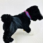 [公式]パラコードでマクラメ編み#158平結びシリーズカラフル＆キュートNo6の小型犬用首輪No188