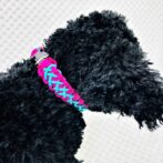 [公式]パラコードでマクラメ編み#158平結びシリーズカラフル＆キュートNo6の小型犬用首輪No188