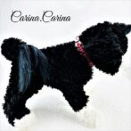 [キット]綿10％ロープ＃105No135マクラメ編み赤・茶・白の小型犬猫用首輪