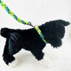 [公式]パラコードNo206マクラメ編みライトグリーンとブルーの小型犬首輪＆リードセット#120