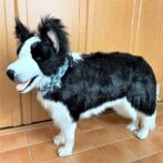 パラコード#171マクラメ編み ターコイズ・ライトグリーン・紫と黒の中型・大型犬首輪