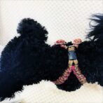 [公式]パラコードNo210マクラメ編み ハーネス(#10)