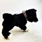 [公式]パラコード#178 マクラメ編み 5色の小型犬用首輪No213