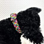 [公式]パラコード#178 マクラメ編み 5色の小型犬用首輪No213